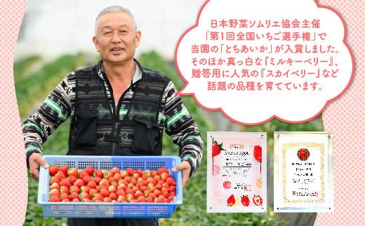 【先行予約】いちご とちあいかセット 270g×2パック（540g）｜いちご イチゴ 苺 先行予約 栃木県 果物 くだもの フルーツ とちあいか 新鮮 贈答 ギフト ※2027年1月～発送