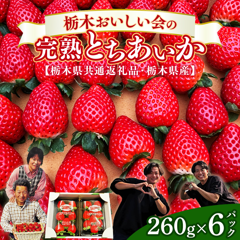 栃木おいしい会のいちご（とちあいか）260g×6パック（1560g）｜栃木県共通返礼品 栃木県産 ※2027年1月～発送