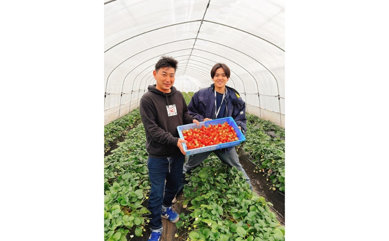 栃木県産とちあいか　1kg　イチゴ 苺 栃木県 果物 くだもの フルーツ スイーツ ギフト｜栃木県共通返礼品 栃木県産 ※2027年1月～発送