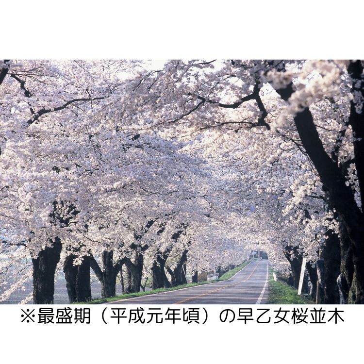 Re:Hashi（リハシ） とちぎ景勝百選・早乙女の桜を39％使用した再生はし | 箸 さくら サクラ ソメイヨシノ 送料無料 道の駅きつれがわ 栃木県 さくら市