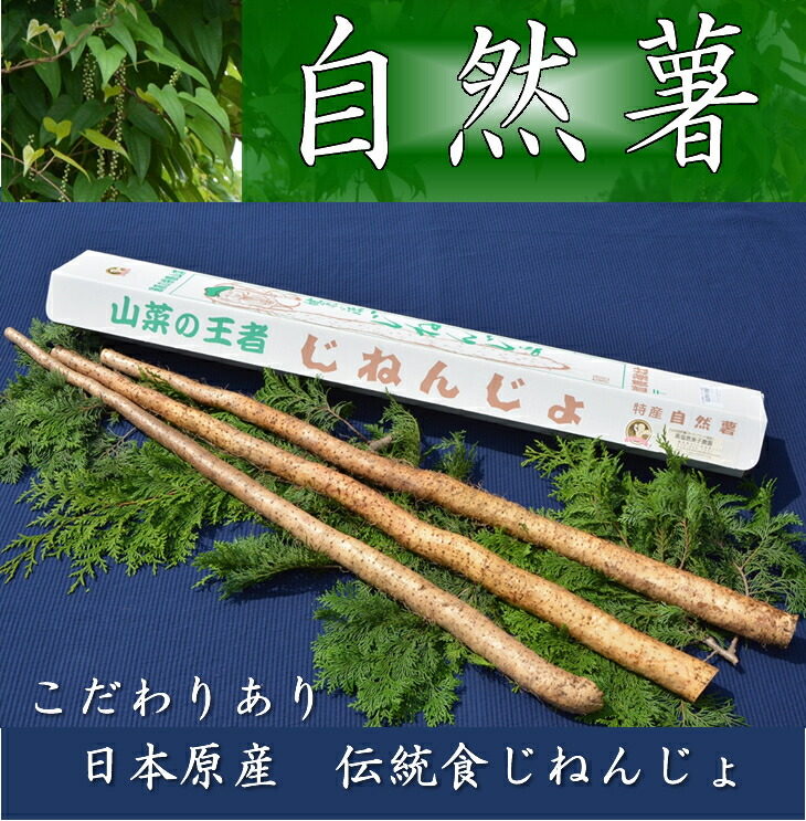 さくらブランド認証品　えみの自然薯　2?3本（1.5kg以上）山芋 とろろ 国産 健康 ※2025年11月下旬頃より順次発送予定