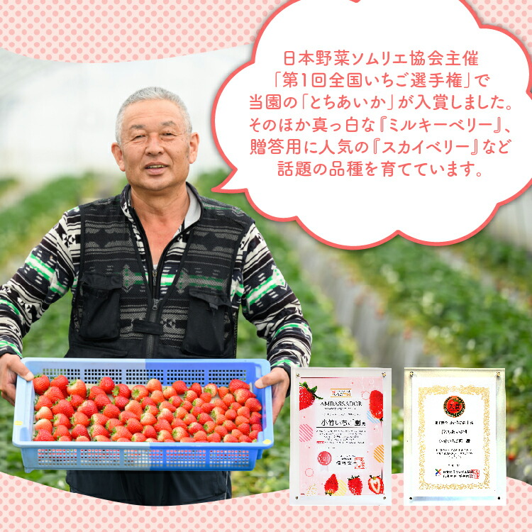 【先行予約】いちご ミルキーベリーセット 450g×1パック ｜いちご イチゴ 苺 先行予約 栃木県 果物 くだもの フルーツ ミルキーベリー 新鮮 贈答 ギフト 高級  ※2026年1月中旬?4月中旬頃に順次発送予定