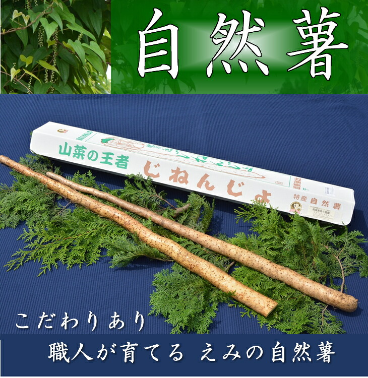 さくらブランド認証品　えみの自然薯　2本（1kg以上）山芋 とろろ 国産 健康 ※2025年11月～発送