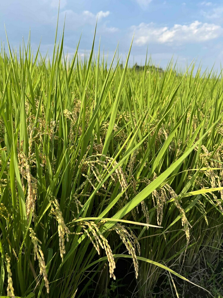令和7年度産　栃木県産にじのきらめき 精米10kg　栃木県共通返礼品｜米 コメ 地域おこし協力隊