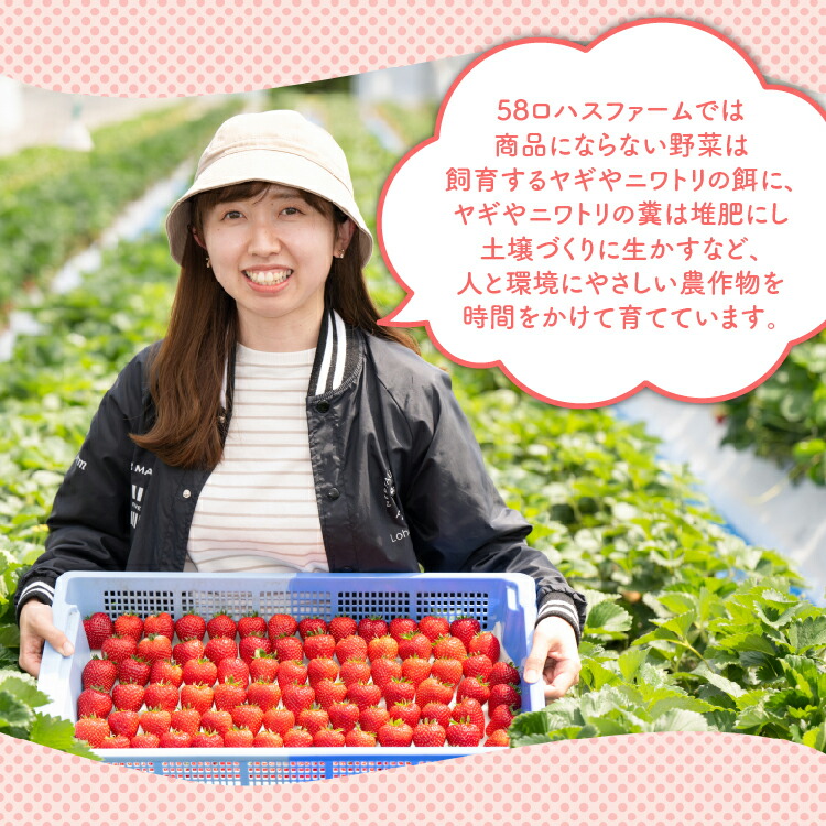 深紅のいちご 『ロイヤルクイーン』 大粒 12粒?15粒×1箱 先行予約 希少価値の高いイチゴの女王！ 深紅のスイートベリー 58ロハスファーム｜いちご イチゴ 苺 先行予約 栃木県 果物 くだもの フルーツ ロイヤルクイーン 新鮮 贈答 ギフト 高級 大粒 朝摘み 希少品種  ※2026年1月中旬?5月中旬頃に順次発送予定