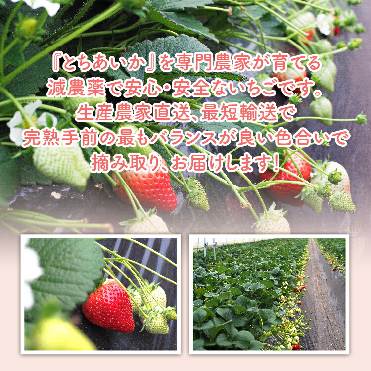 【先行予約】【数量限定】とちあいか 290g×10パック｜いちご イチゴ 苺 先行予約 栃木県 果物 くだもの フルーツ とちあいか 新鮮 贈答 ギフト 食べ比べ 真空パック ※2026年11月～発送