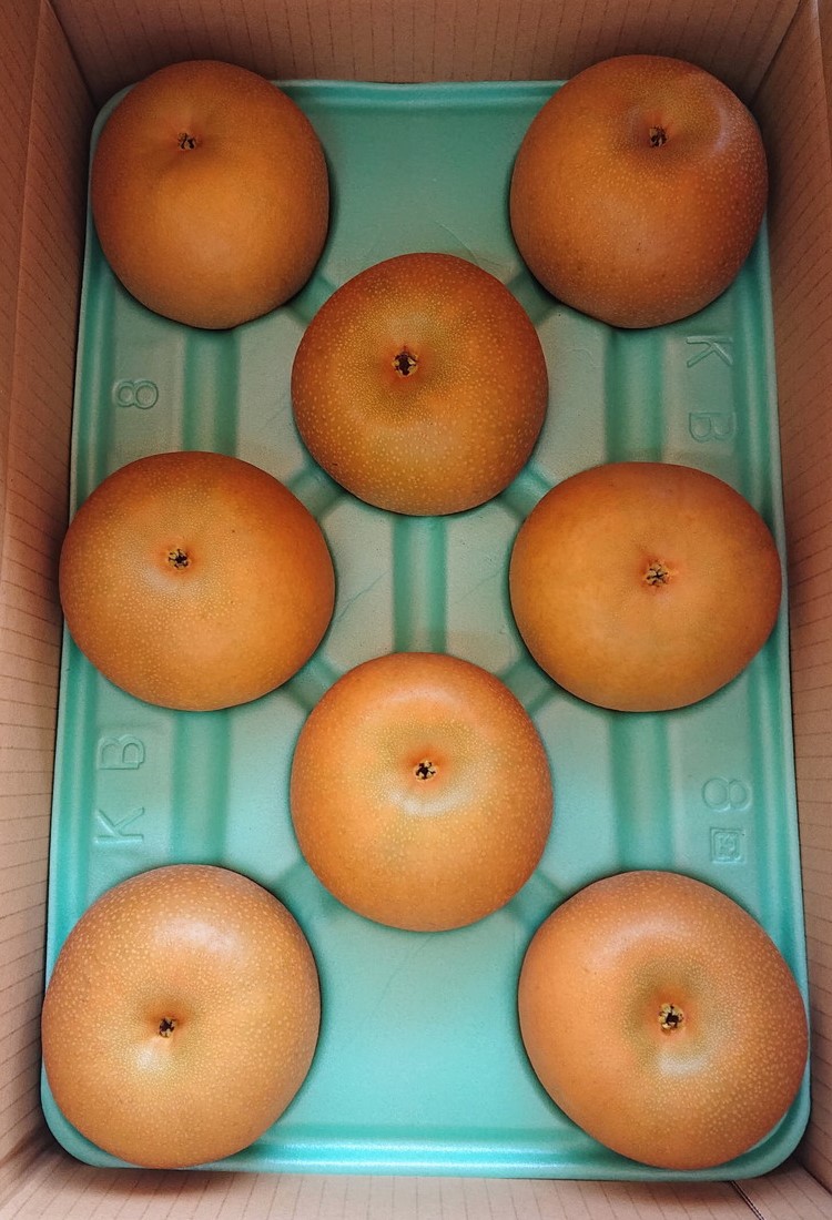 朝穫り 大玉【あきづき】5kg 6個?8個入り【9月15日受付終了】 梨 なし フルーツ 果物 数量限定 ※2025年9月中旬?9月下旬頃に順次発送予定 ※離島・沖縄への配送不可