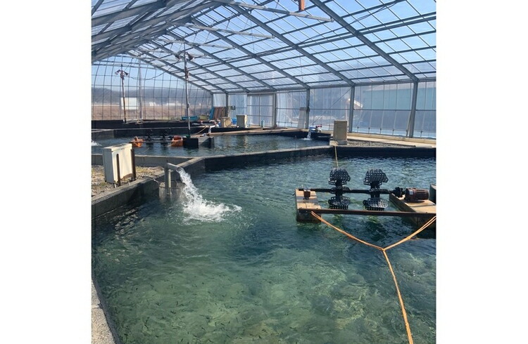 地下水育ち　子持ち鮎甘露煮15尾