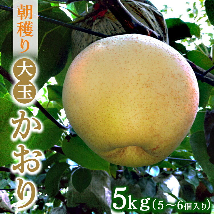 朝穫り 大玉【かおり】5kg 5個?6個入り【9月15日受付終了】 梨 なし フルーツ 果物 数量限定 ※2025年9月下旬?10月上旬頃に順次発送予定 ※離島・沖縄への配送不可