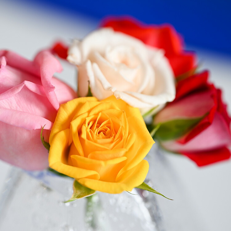 『美を食す』 Nobel Rose 生花MIX 5輪｜通年出荷 食用バラ 薔薇