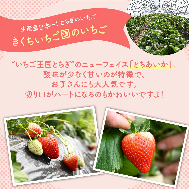 【先行予約】いちご 厳選！さくら市産 とちあいか（290g×2パック） ※2026年1月中旬?3月下旬頃に順次発送予定
