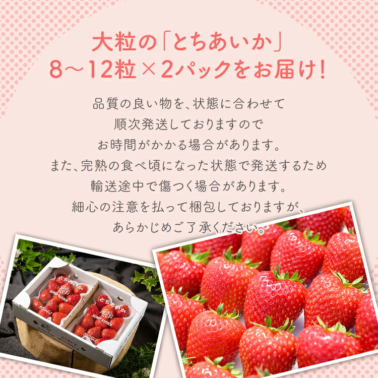 いちご 甘さ際立つ新品種 『とちあいか』 大粒 8?12粒×2パック 先行予約 58ロハスファーム【58ロハスクラブ】｜いちご イチゴ 苺 先行予約 栃木県 果物 くだもの フルーツ とちあいか 新鮮 贈答 ギフト 大粒 ※2026年1月中旬?5月中旬頃に順次発送予定