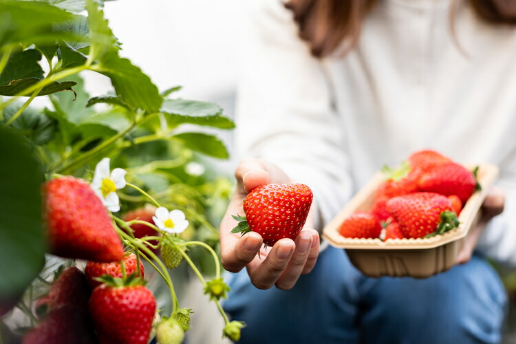 58ロハスクラブ　BERRY GARDENいちご狩り券 ※2024年12月上旬?2025年4月下旬頃に順次発送予定