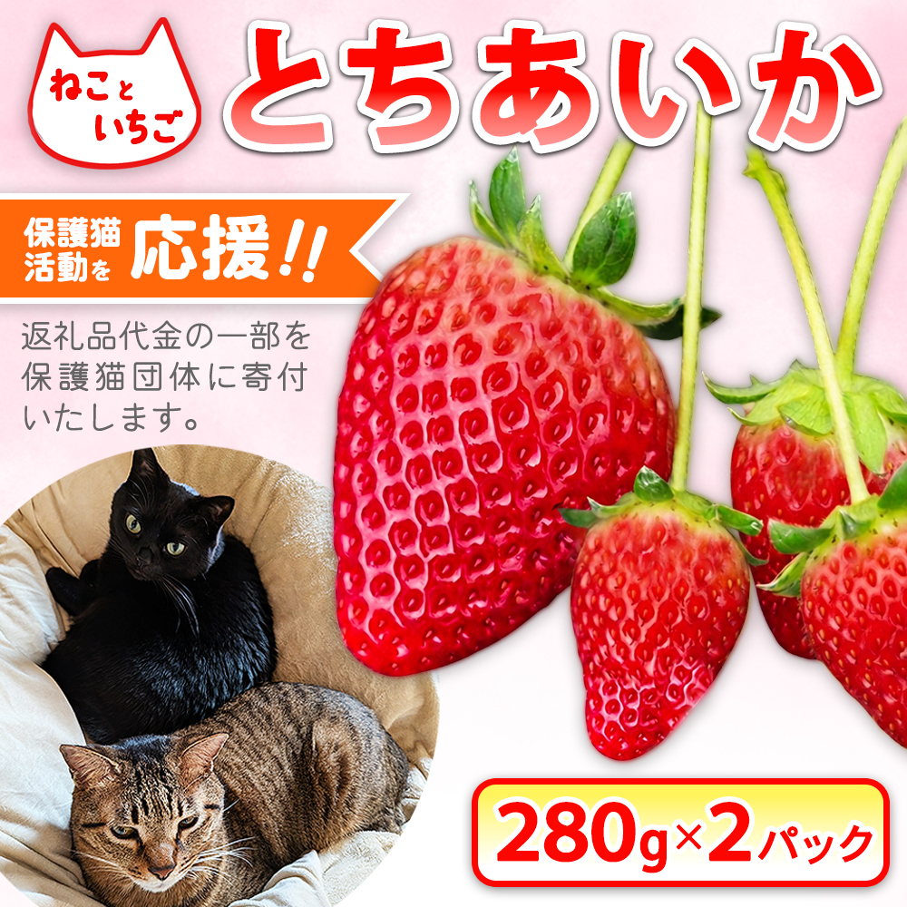 ねこといちご とちあいか280g×2パック｜いちご イチゴ 苺 栃木県 果物 フルーツ 動物　猫 ネコ CAT キャット 保護 愛護 支援 ※2026年12月～発送