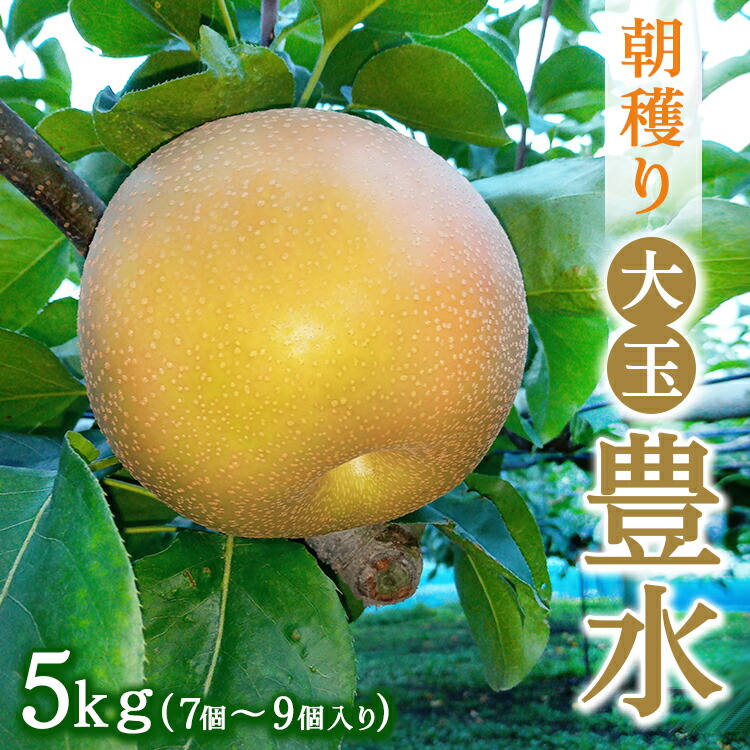 朝穫り 大玉【豊水】5kg 7個?9個入り【9月15日受付終了】 梨 なし フルーツ 果物 数量限定 ※2025年9月上旬?9月下旬頃に順次発送予定 ※離島・沖縄への配送不可