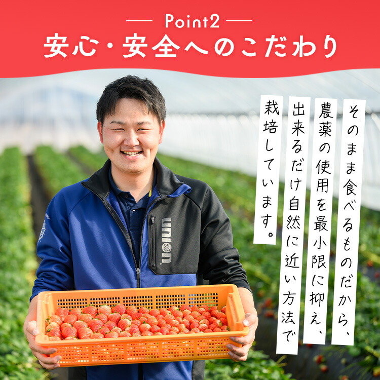 いちご（とちあいか） 290g×2パック 580g以上｜先行予約 数量限定 栃木県 果物 くだもの フルーツ 苺 イチゴ ※2026年11月～発送