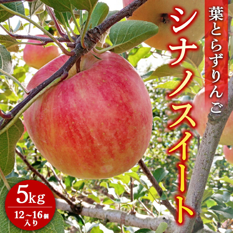 葉とらずりんご【シナノスイート】5kg 12個?16個入り【9月30日受付終了】 林檎 リンゴ フルーツ 果物 数量限定 ※2025年10月上旬?10月中旬頃に順次発送予定 ※離島・沖縄への配送不可