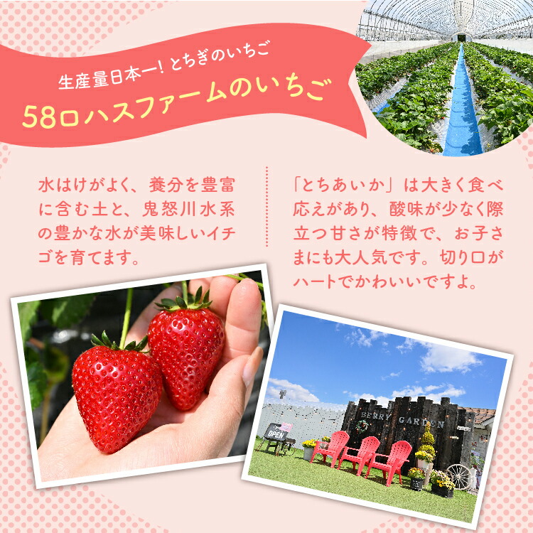 いちご 甘さ際立つ新品種 『とちあいか』 大粒 8?12粒×2パック 先行予約 58ロハスファーム【58ロハスクラブ】｜いちご イチゴ 苺 先行予約 栃木県 果物 くだもの フルーツ とちあいか 新鮮 贈答 ギフト 大粒 ※2026年1月中旬?5月中旬頃に順次発送予定