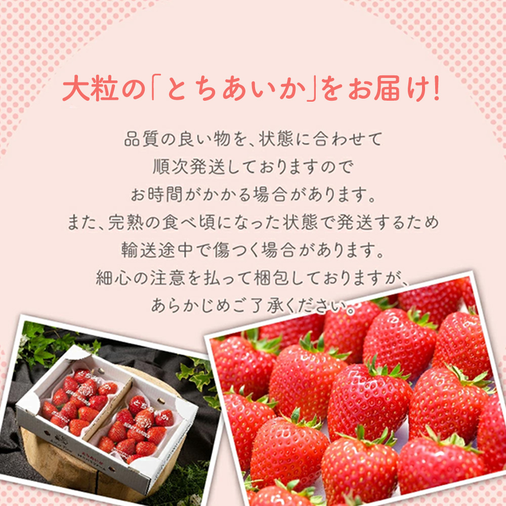 いちご 甘さ際立つ新品種 『とちあいか』 大粒 8～15粒×2パック 先行予約 58ロハスファーム【58ロハスクラブ】｜いちご イチゴ 苺 先行予約 栃木県 果物 くだもの フルーツ とちあいか 新鮮 贈答 ギフト 大粒 ※2027年1月～発送