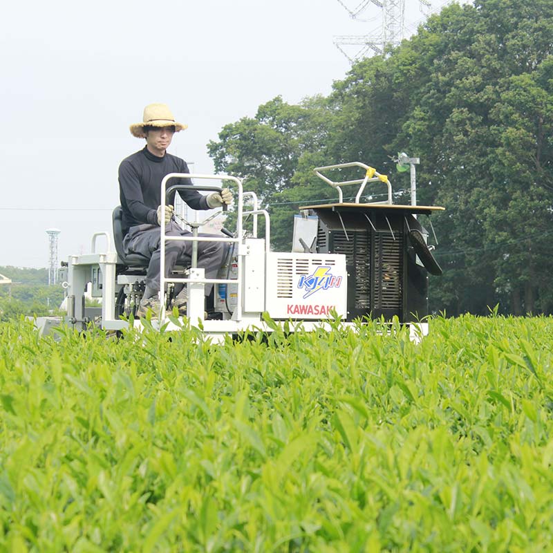 三芳町産狭山茶の詰め合わせ（高級煎茶100ｇ×3本） 銘茶 煎茶 緑茶 お茶 抗酸化作用 カテキン鮮やか 色合い 旨み 渋み 茶匠の技 国産  FAA-106