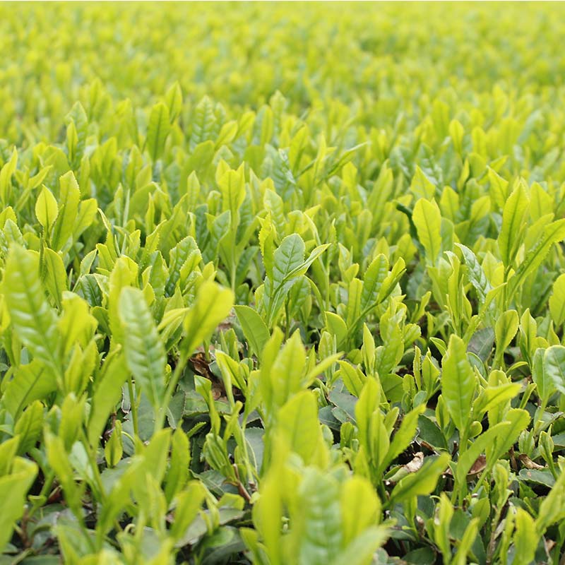 三芳町産狭山茶詰め合わせ （高級煎茶100g×3本、特選煎茶100g×2本） 銘茶 煎茶 緑茶 お茶 抗酸化作用 カテキン 鮮やか 色合い 旨み 渋み 茶匠の技 国産  FAA-115