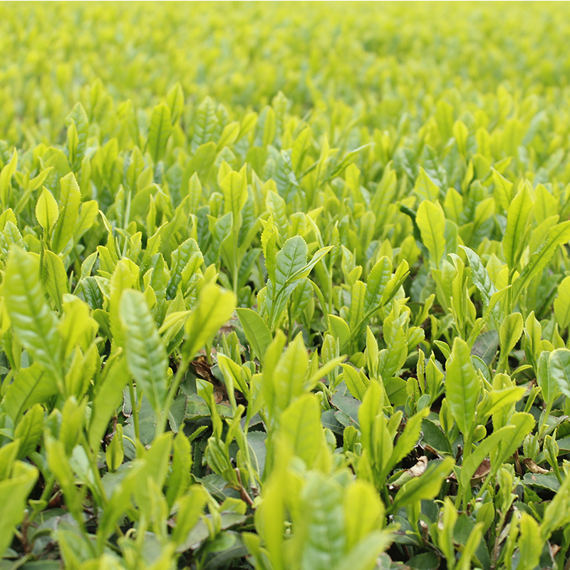 三芳町産狭山茶の詰め合わせ（高級煎茶100g×3本） 銘茶 煎茶 緑茶 お茶 抗酸化作用 カテキン鮮やか 色合い 旨み 渋み 茶匠の技 国産  FAA-106