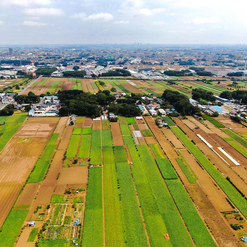 伝統的な「落ち葉堆肥農法」で育てた野菜セット ５kg程度（年に一度12月16日頃発送）冬野菜 やさい ベジタブル おまかせ 落葉 FAA-028