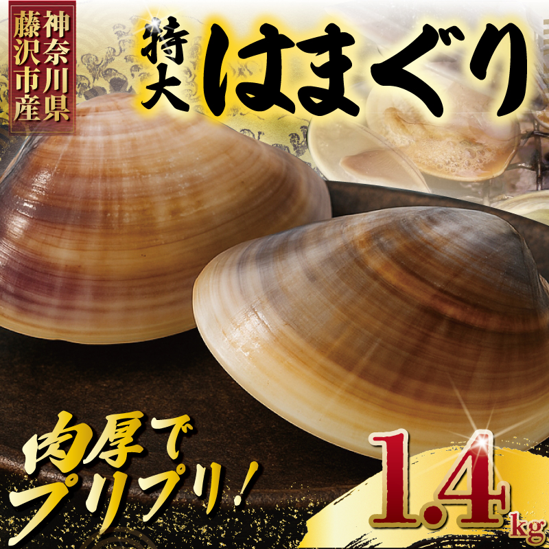 はまぐり 蛤 大粒 約 1.4kg 砂抜き 済み LLサイズ ハマグリ 湘南はまぐり 冷凍 魚介 魚貝 冷凍 海鮮 水産加工品 水産品 海産物 魚 貝 だし ダシ 出汁 味噌汁 酒蒸し グラタン お吸い物 網焼き バーベキュー BBQ 貝 kai hamaguri 江の島 江ノ島 3月～12月中旬発送 神奈川 湘南 藤沢