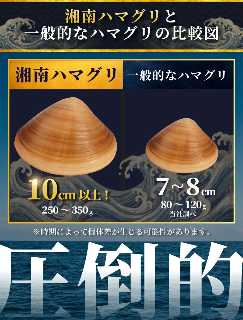 はまぐり 蛤 大粒 約 1.4kg 砂抜き 済み LLサイズ ハマグリ 湘南はまぐり 冷凍 魚介 魚貝 冷凍 海鮮 水産加工品 水産品 海産物 魚 貝 だし ダシ 出汁 味噌汁 酒蒸し グラタン お吸い物 網焼き バーベキュー BBQ 貝 kai hamaguri 江の島 江ノ島 3月～12月中旬発送 神奈川 湘南 藤沢