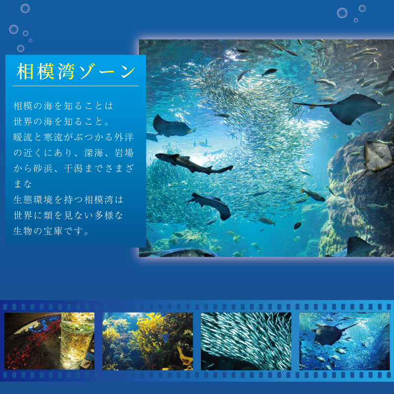 水族館 チケット 新江ノ島水族館 年間 パスポート 引換券 大人 1枚 江ノ島 江の島 えのすい 利用券 券 体験チケット イルカショー 体験型 アクティビティ 入場券 前売り券 お出かけ 家族 旅行 観光 トラベル 関東 すいぞくかん レジャー 食べ物以外 株式会社新江ノ島水族館 神奈川 湘南 藤沢