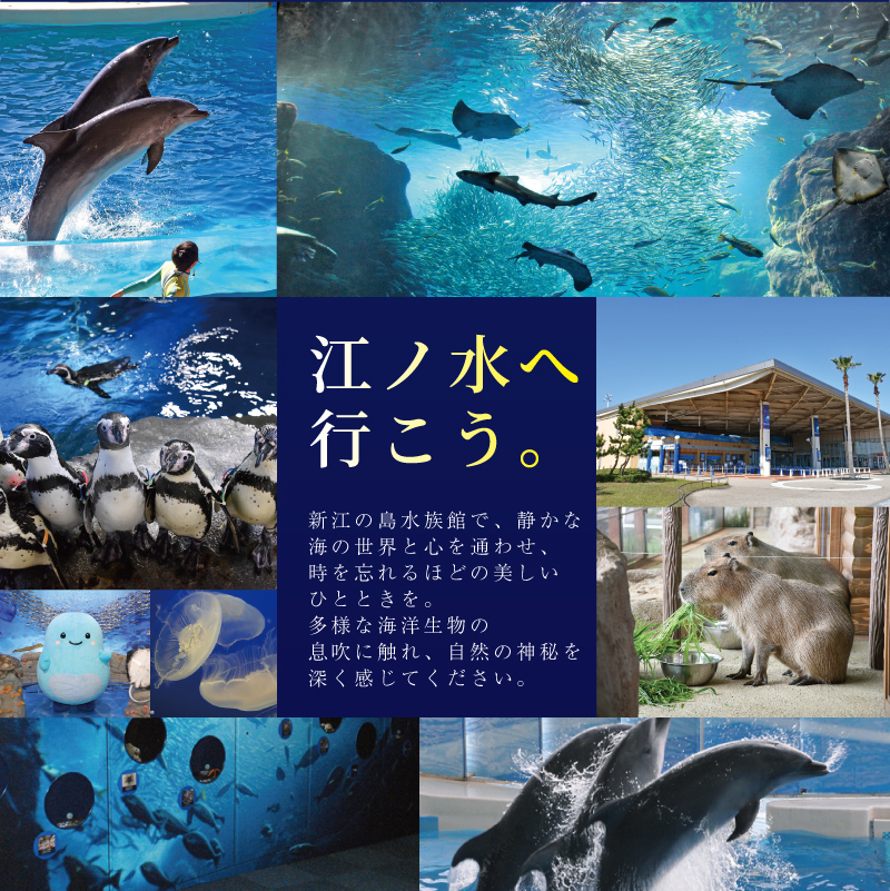 水族館 チケット 新江ノ島水族館 年間 パスポート 引換券 大人 1枚 江ノ島 江の島 えのすい 利用券 券 体験チケット イルカショー 体験型 アクティビティ 入場券 前売り券 お出かけ 家族 旅行 観光 トラベル 関東 すいぞくかん レジャー 食べ物以外 株式会社新江ノ島水族館 神奈川 湘南 藤沢