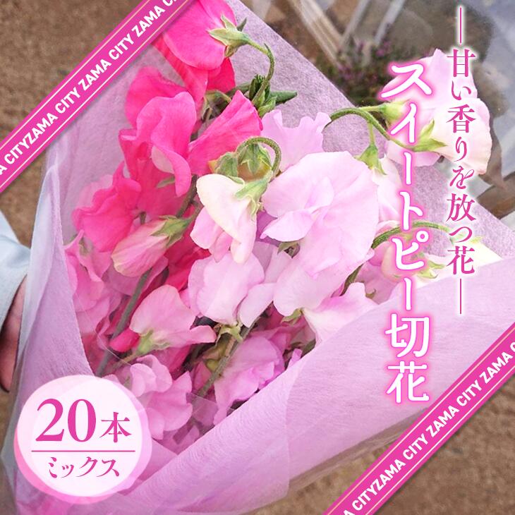 【座間産】スイートピー切花20本セット　ミックス｜ガーデニング 花 フラワー 切花