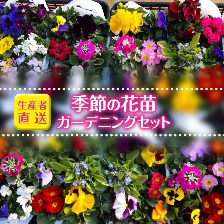【生産者直送】季節の花苗　ガーデニングセット｜ガーデニング 花 フラワー 季節の花苗 寄せ植え 鉢 植木鉢 花の苗