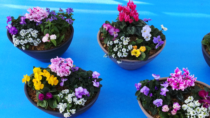 【生産者直送】季節の花苗　ガーデニングセット｜ガーデニング 花 フラワー 季節の花苗 寄せ植え 鉢 植木鉢 花の苗