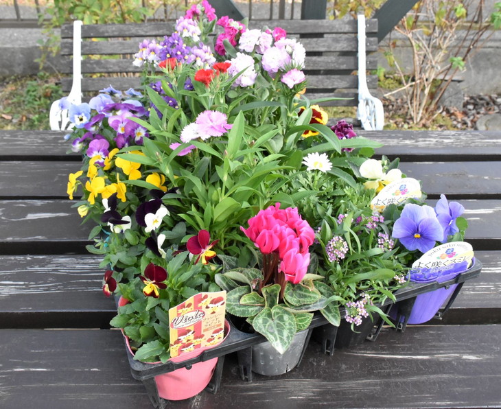 【生産者直送】季節の花苗　ガーデニングセット｜ガーデニング 花 フラワー 季節の花苗 寄せ植え 鉢 植木鉢 花の苗