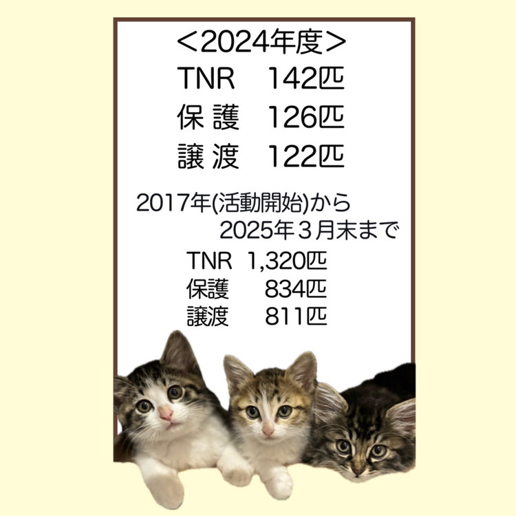 【返礼品なし】地域猫・保護猫譲渡活動支援　NPO法人ざま野良猫を増やさない会 5,000円 | 猫 ねこ 動物 保護 愛護 譲渡 保護活動 応援 支援 寄附