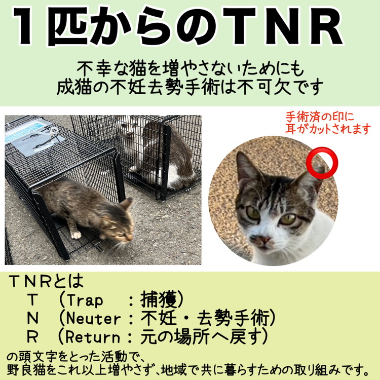 【返礼品なし】地域猫・保護猫譲渡活動支援　NPO法人ざま野良猫を増やさない会 3,000円 | 猫 ねこ 動物 保護 愛護 譲渡 保護活動 応援 支援 寄附