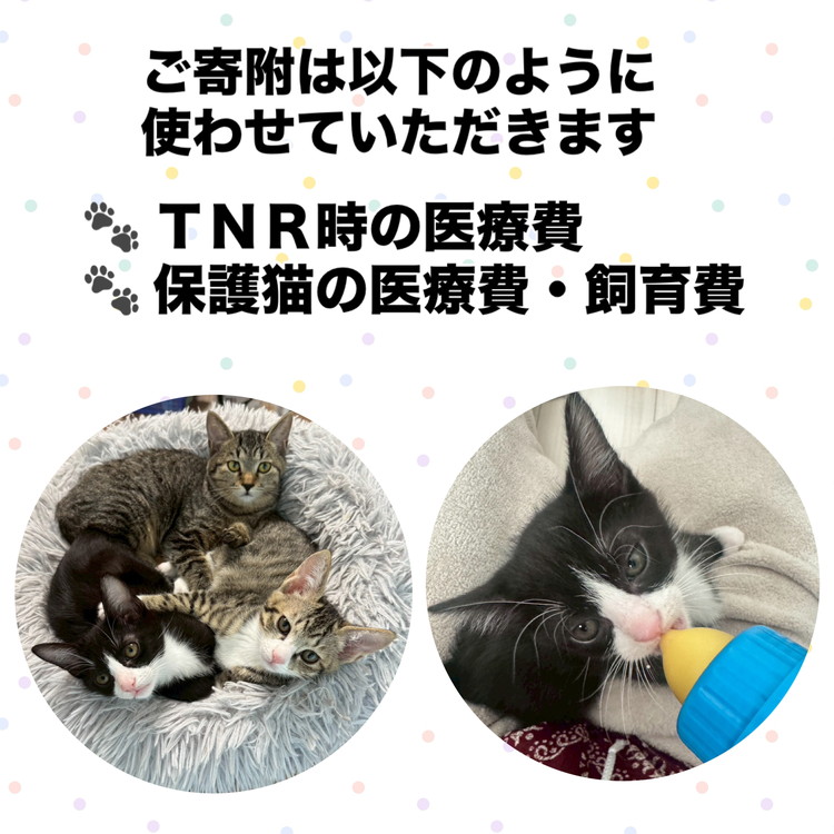 【返礼品なし】地域猫・保護猫譲渡活動支援　NPO法人ざま野良猫を増やさない会 50,000円  | 猫 ねこ 動物 保護 愛護 譲渡 保護活動 応援 支援 寄附