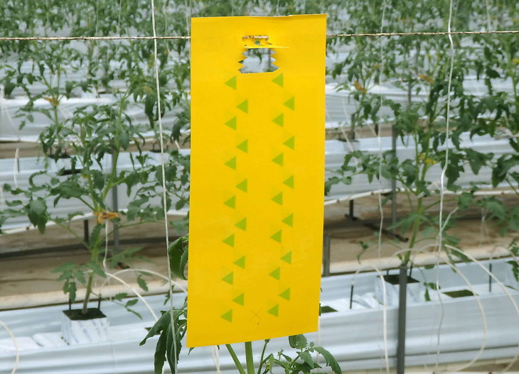 家庭菜園やビニールハウス栽培の必需品！害虫捕虫用粘着シート『ラスボスＲタイプ』50枚セット｜害虫対策 駆除 シート 強力 速効性 虫よけ 侵入