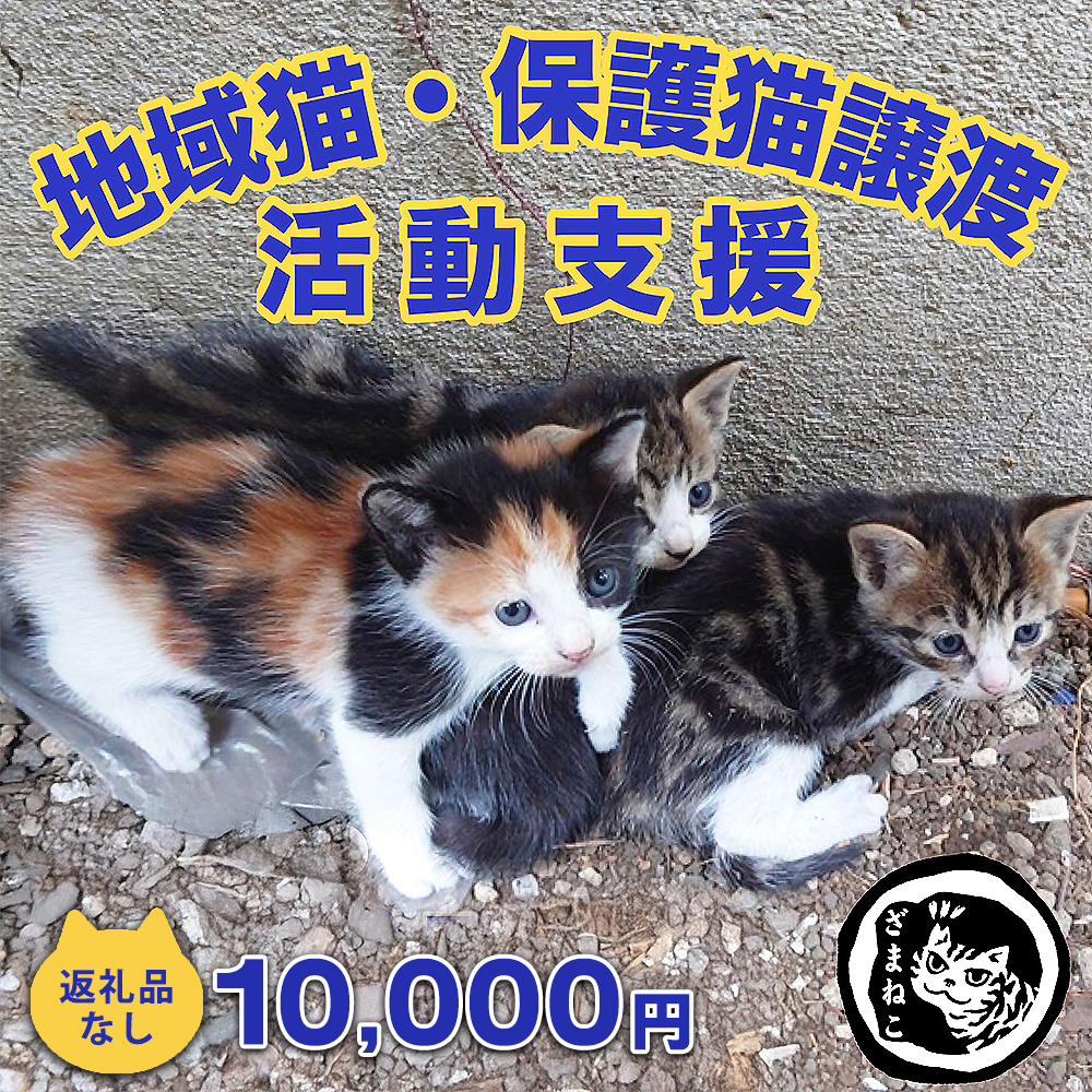【返礼品なし】地域猫・保護猫譲渡活動支援　NPO法人ざま野良猫を増やさない会 10,000円 | 猫 ねこ 動物 保護 愛護 譲渡 保護活動 応援 支援 寄附