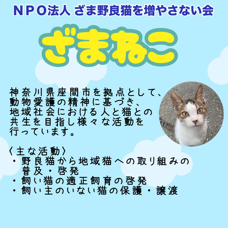 【返礼品なし】地域猫・保護猫譲渡活動支援　NPO法人ざま野良猫を増やさない会 5,000円 | 猫 ねこ 動物 保護 愛護 譲渡 保護活動 応援 支援 寄附