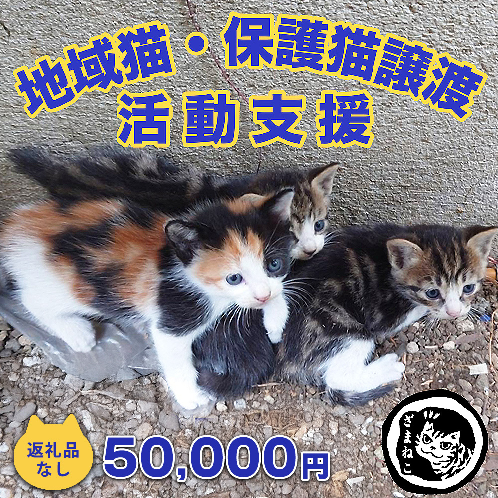 【返礼品なし】地域猫・保護猫譲渡活動支援　NPO法人ざま野良猫を増やさない会 50,000円  | 猫 ねこ 動物 保護 愛護 譲渡 保護活動 応援 支援 寄附