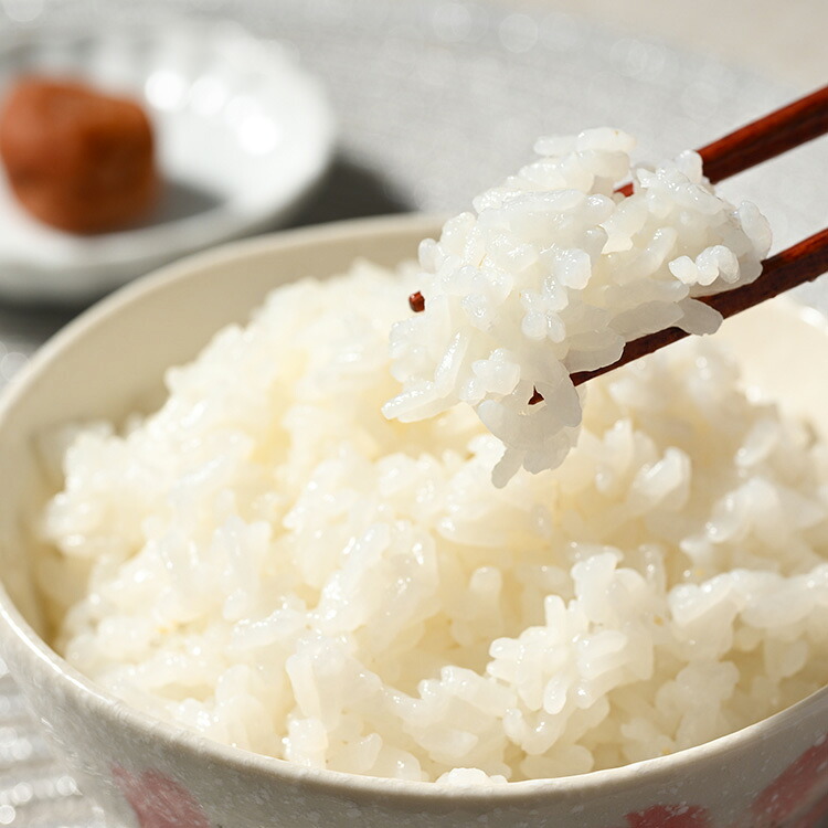 座間市産米 はるみ 5kg  ※2026年10月～発送