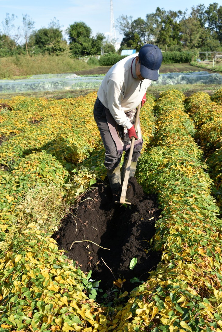 座間市特産品　大和芋　秀　3kg｜贈答品 とろろいも とろろ芋 山芋とろろ やまいも やまといも