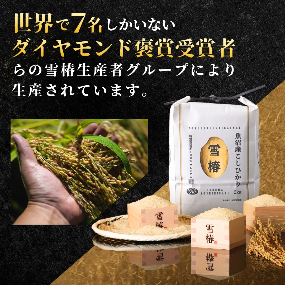 【寄付額見直し】【令和7年産】魚沼産コシヒカリ 雪椿 20kg (5kg×4袋) 特別栽培米 一括発送 | 小分け 米 お米 新潟 魚沼 魚沼産こしひかり コメ おこめ 白米 精米 最高級 新潟県 津南町 越後雪椿産業株式会社