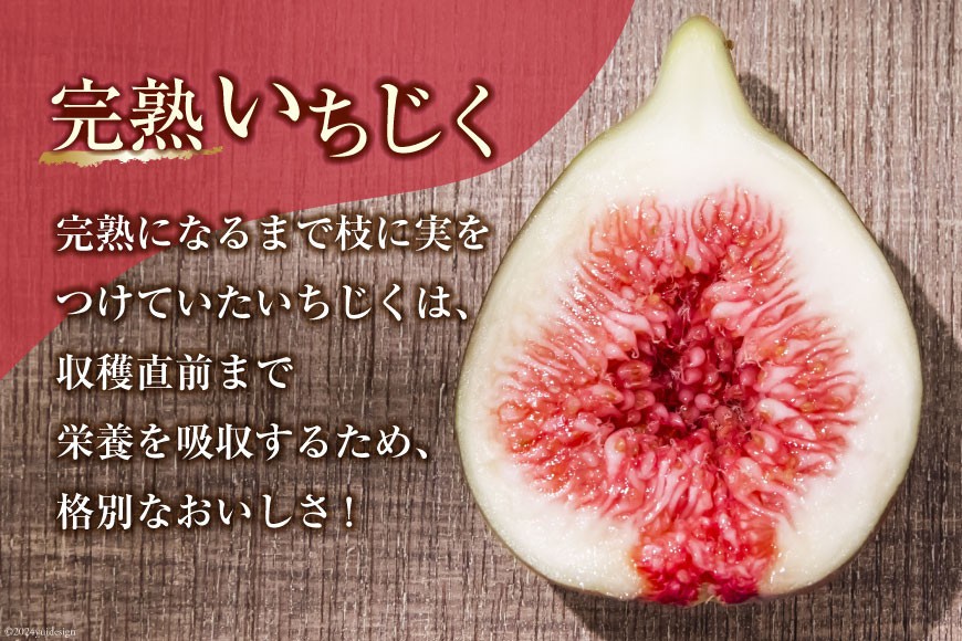 【期間限定発送】 いちじく 生 完熟 約1.2kg (300g×4パック) [モアショップヤマモト 石川県 宝達志水町 38600615] 果物 くだもの フルーツ イチジク 無花果 期間限定 朝採れ