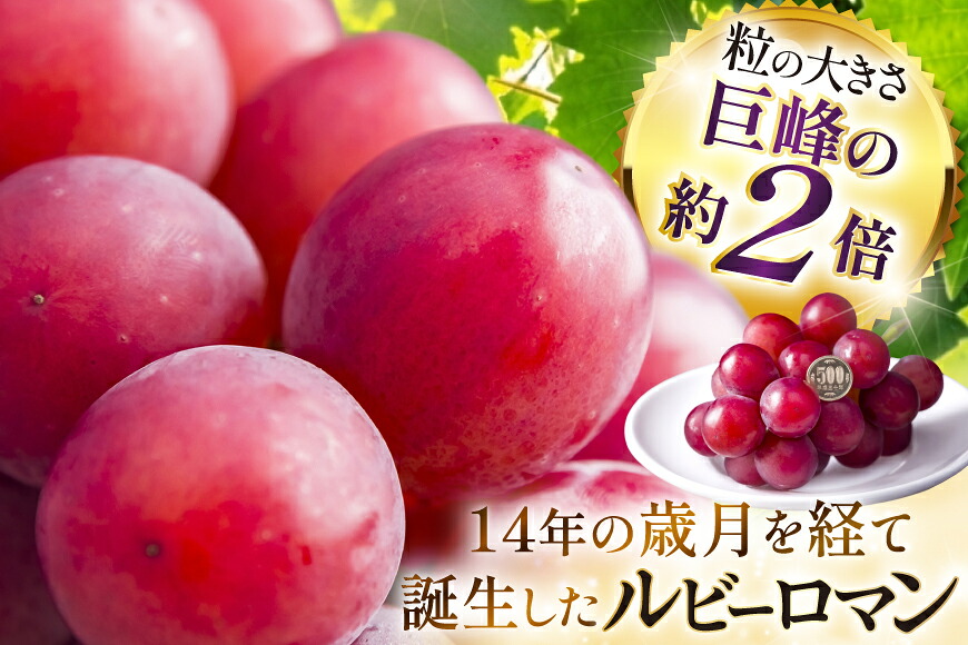 【期間限定発送】 超高級 ぶどう ルビーロマン 1房 約600g 化粧箱入 [モアショップヤマモト 石川県 宝達志水町 38601393] ブドウ 葡萄 フルーツ くだもの 果物 大粒 石川
