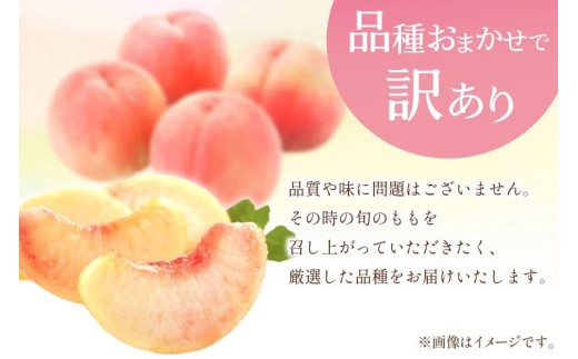 【2026年発送】訳あり 桃 もも 白鳳 or 白桃 3号 約2.2kg (6〜10玉) モモ 果物 フルーツ 山梨 期間限定 季節限定 冷蔵 農福連携  [斎庵 山梨県 韮崎市 20745277]
