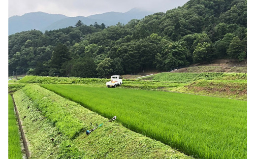 米 令和8年 つぶら野米 コシヒカリ 白米3kg 玄米3kg 計6kg [つぶら野米 山梨県 韮崎市 20743372] こめ コメ お米 白米 精米 玄米 こしひかり
