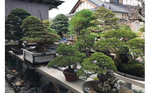 ふるさと納税限定 園主 秋山実と選ぶ 盆栽購入チケット 30,000円分 [秋山園 山梨県 韮崎市 20740911]